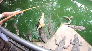 Crocodile feeding & Thai amateur GF wet twat pleasing