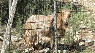 A specific challenge exhilarated Khala ...