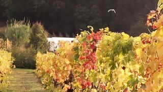 Tushy: Pretty Stefany accepts hot Double penetration offer on holiday